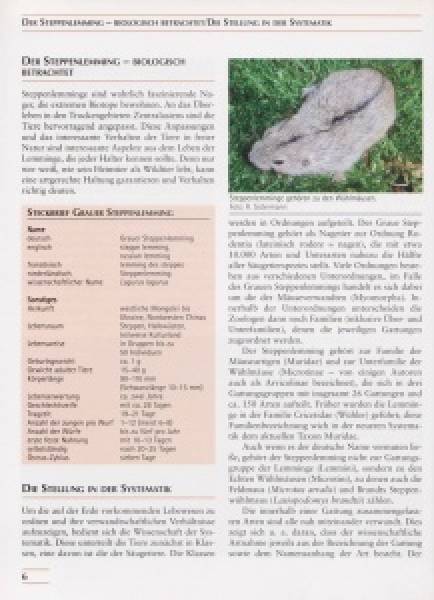 Steppenlemminge und andere Wühlmäuse